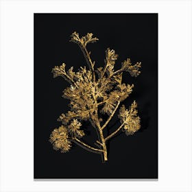 Vintage Atlantic White Cypress Botanical in Gold on Black n.0061 Canvas Print