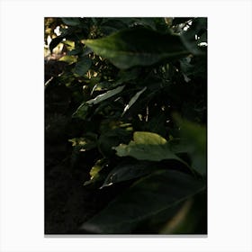 Close-up Of Plants Under Sunlight Canvas Print