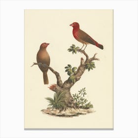 Red Billed Firefinch, Luigi Balugani Canvas Print