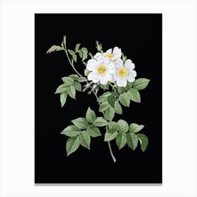 Vintage White Rosebush Botanical Illustration on Solid Black n.0177 Canvas Print