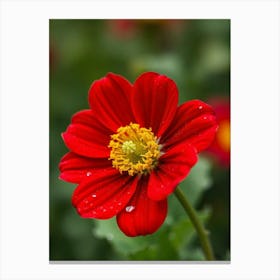 Red Dahlia Flower Canvas Print