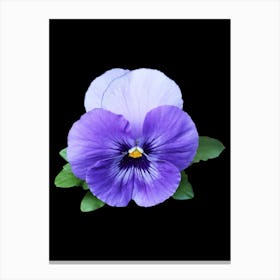 Pansy Canvas Print