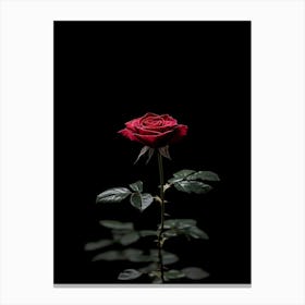 Single Red Rose Isolated On Black Background 3 Canvas Print