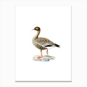 Vintage Pink Footed Goose Bird Illustration on Pure White n.0198 Canvas Print