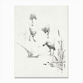 Greeting Card With Four Spoonbills (1878–1917), Theo Van Hoytema Canvas Print