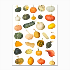 Pumpkins And Gourds And Squash Canvas Print