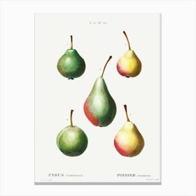 Pear, Pierre Joseph Redoute (6) Canvas Print