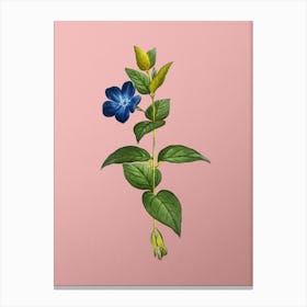 Vintage Greater Periwinkle Flower Botanical on Soft Pink n.0914 Canvas Print