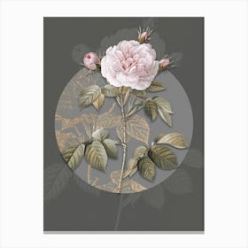 Vintage Botanical Vintage Rosa Alba on Circle Gray on Gray n.0012 Canvas Print
