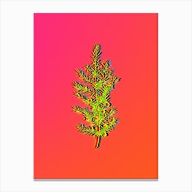 Neon Common Juniper Botanical in Hot Pink and Electric Blue n.0021 Canvas Print