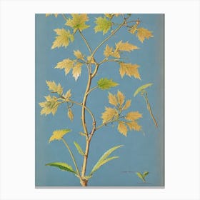 Sugar Maple tree Vintage Botanical Canvas Print