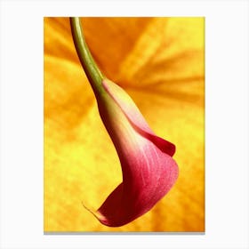 Pink Tulip Flower Canvas Print