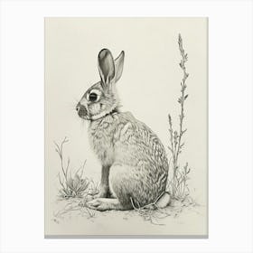 Californian Rabbit Drawing 3 Canvas Print