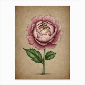 Peony Flower Canvas Print