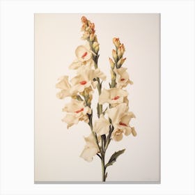 Pressed Flower Botanical Art Snapdragon 1 Canvas Print