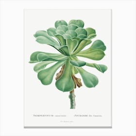 Sempervivum Canariense Image From Histoire Des Plantes Grasses, Pierre Joseph Redouté Canvas Print