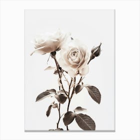 White Roses Canvas Print