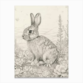 Florida White Rabbit Drawing 3 Canvas Print
