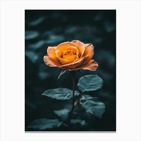 Orange Rose 5 Canvas Print