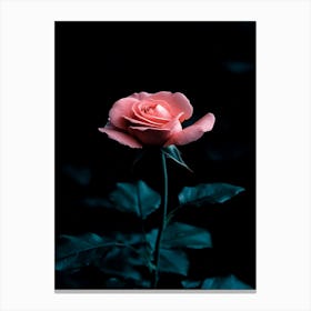 Pink Rose 19 Canvas Print