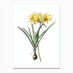 Vintage Golden Hurricane Lily Botanical Illustration on Pure White n.0063 Canvas Print