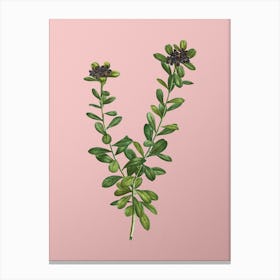 Vintage Daphne Sericea Flowers Botanical on Soft Pink n.0174 Canvas Print
