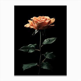 Single Orange Rose On Black Background Canvas Print