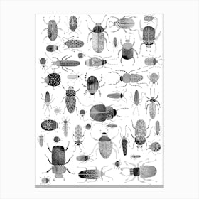 Beetles and Bugs Ink Painting Canvas Print