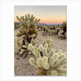 Cholla Cactus Garden at Sunset, Joshua Tree National Park 2 - Vertical Canvas Print