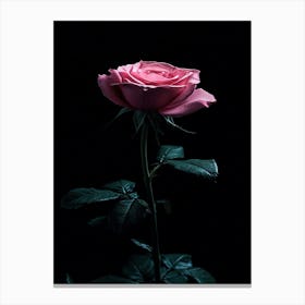 Pink Rose On Black Background 35 Canvas Print