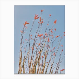 Ocotillo Flower Blooms Canvas Print