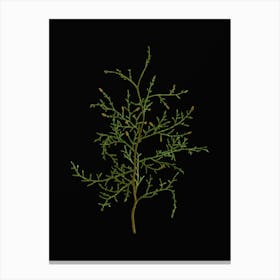 Vintage Sictus Tree Botanical Illustration on Solid Black n.0933 Canvas Print