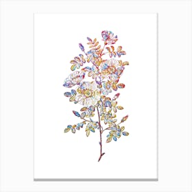 Stained Glass White Burnet Roses Mosaic Botanical Illustration on White n.0088 Canvas Print