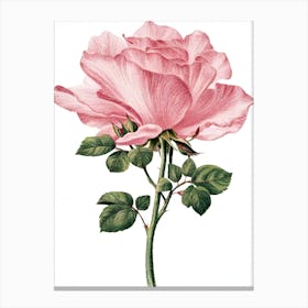 Pink Rose 12 Canvas Print