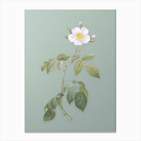 Vintage Big Leaved Climbing Rose Botanical Art on Mint Green n.0340 Canvas Print