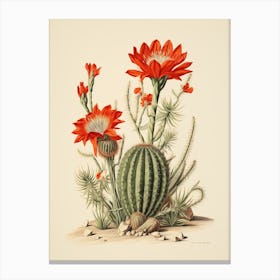 Vintage Cactus Illustration Zebra Cactus 1 Canvas Print