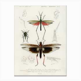 Different Types Of Bugs, Charles Dessalines D'Orbigny Canvas Print