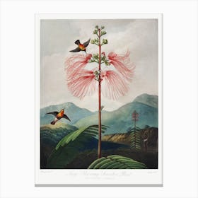 Large–Flowering Sensitive Plant From The Temple Of Flora (1807), Robert John Thornton Canvas Print