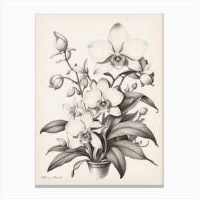 Orchids 5 Canvas Print