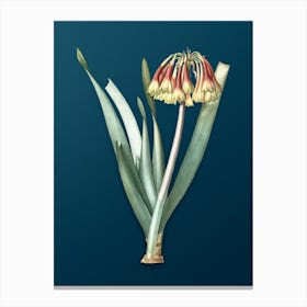 Vintage Knysna Lily Botanical Art on Teal Blue Canvas Print