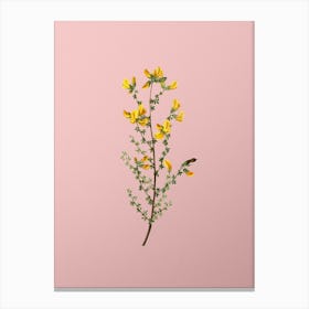 Vintage Adenocarpus Botanical on Soft Pink Canvas Print