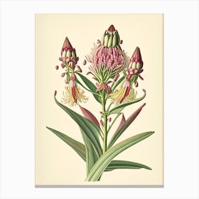 Showy Milkweed Wildflower Vintage Botanical 1 Canvas Print