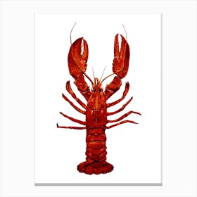 Lobster On White Canvas Print
