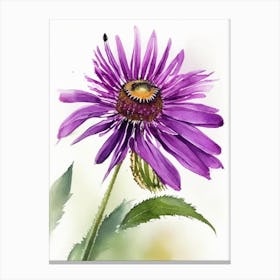 Purple Coneflower Wildflower Watercolour 1 Canvas Print