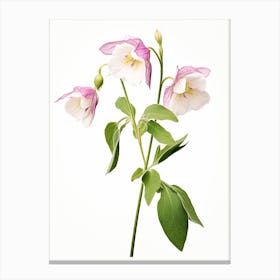 Pressed Wildflower Botanical Art Twinflower 1 Canvas Print