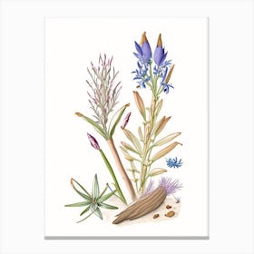 Gentian Root Spices And Herbs Pencil Illustration 1 Canvas Print