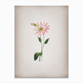 Vintage Mr. Dickson's Echinacea Botanical on Parchment n.0571 Canvas Print