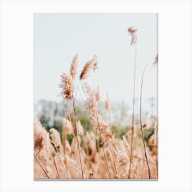 Whispy Pampas Scenery Canvas Print