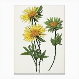 Aster Vintage Botanical Flower Canvas Print