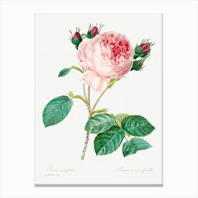 Cabbage Rose, Pierre Joseph Redoute (6) Canvas Print